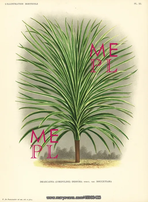 : Mountain cabbage tree, Cordyline indivisa : Mountain cabbage tree, Cordyline indivisa