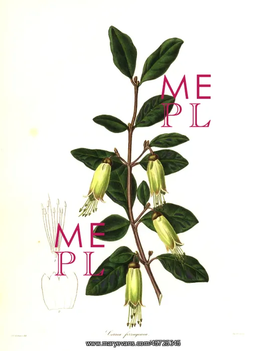 : Mountain correa, Correa lawrenceana : Mountain correa, Correa lawrenceana