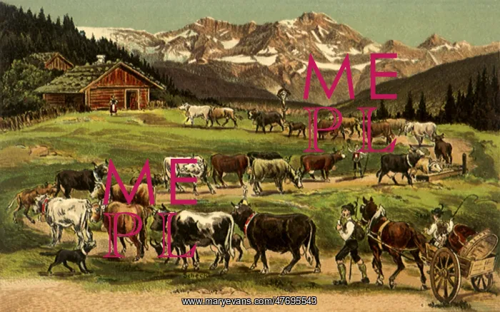  : Mountain Cows of Europe