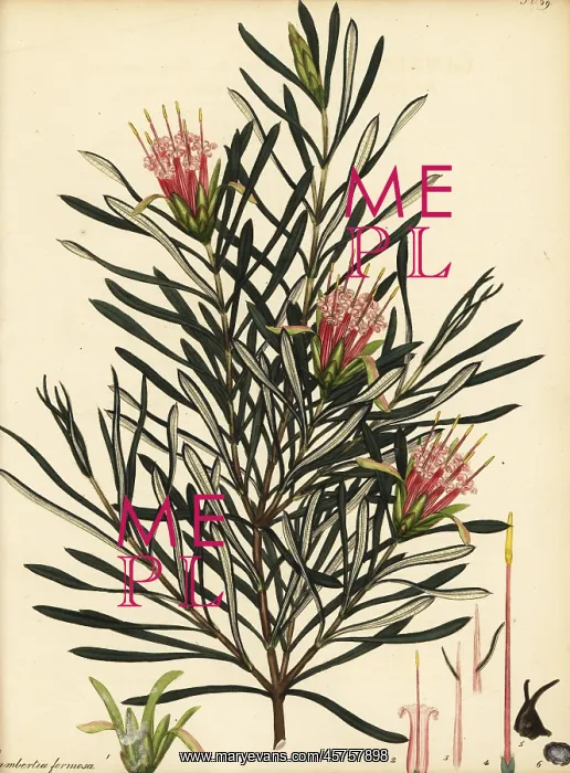 : Mountain devil, Lambertia formosa : Mountain devil, Lambertia formosa