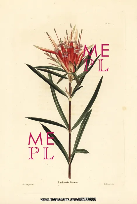 : Mountain devil, Lambertia formosa : Mountain devil, Lambertia formosa
