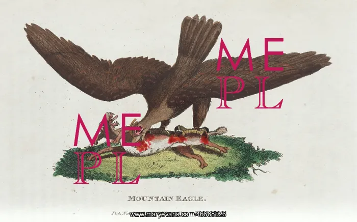 : Mountain eagle : Mountain eagle