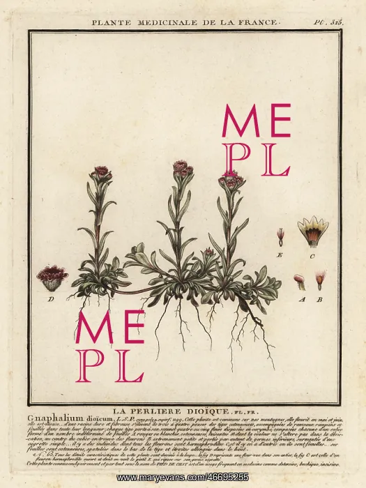 : Mountain everlasting, Antennaria dioica : Mountain everlasting, Antennaria dioica