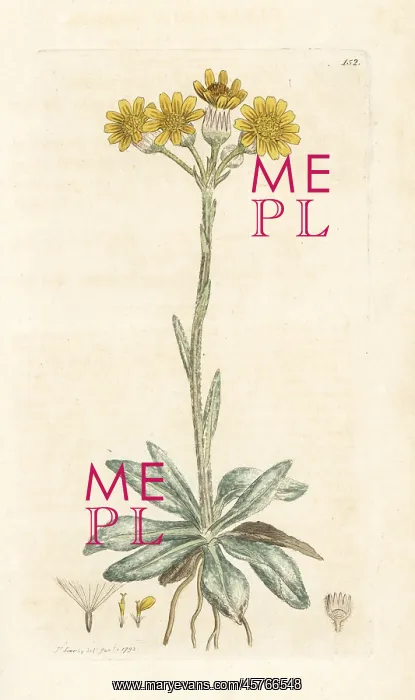 : Mountain fleawort, Tephroseris integrifolia : Mountain fleawort, Tephroseris integrifolia