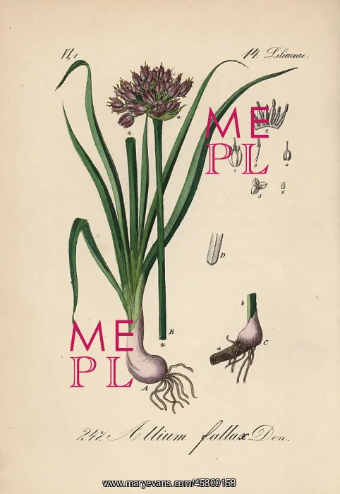: Mountain garlic, Allium lusitanicum : Mountain garlic, Allium lusitanicum