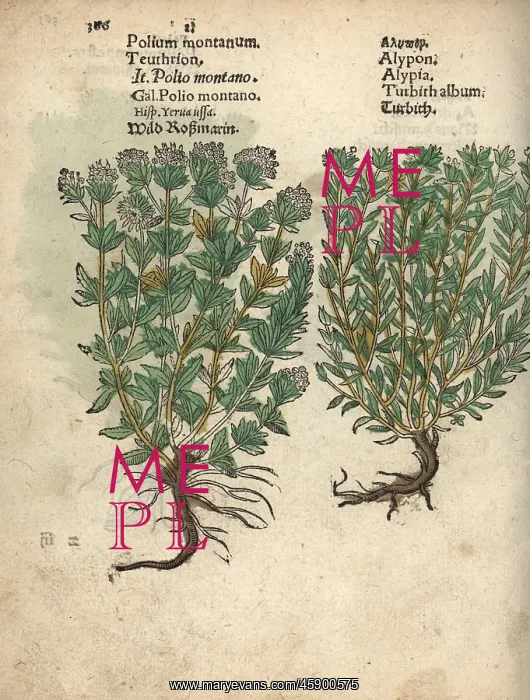 : Mountain germander, Teucrium montanum, and : Mountain germander, Teucrium montanum, and