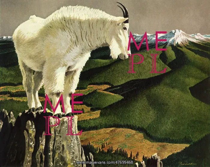  : Mountain Goat