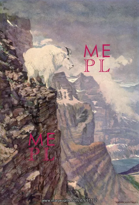 : Mountain Goat on Cliff : Mountain Goat on Cliff