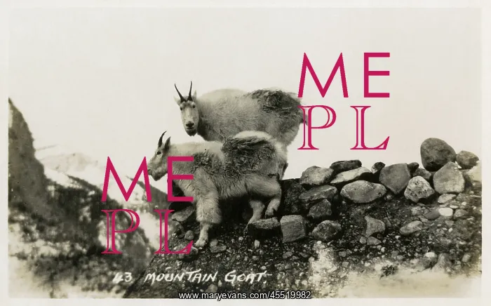 : Mountain Goats in Canada : Mountain Goats in Canada