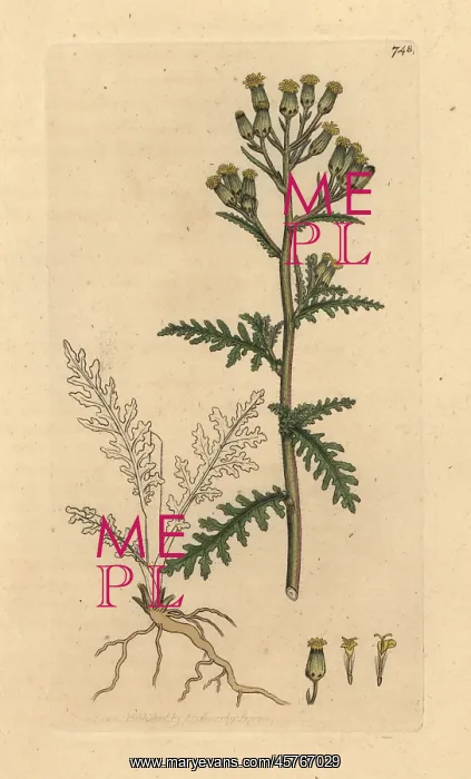 : Mountain groundsel, Senecio sylvaticus : Mountain groundsel, Senecio sylvaticus