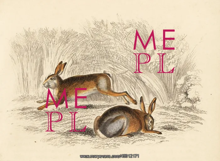: Mountain hare, Lepus timidus : Mountain hare, Lepus timidus