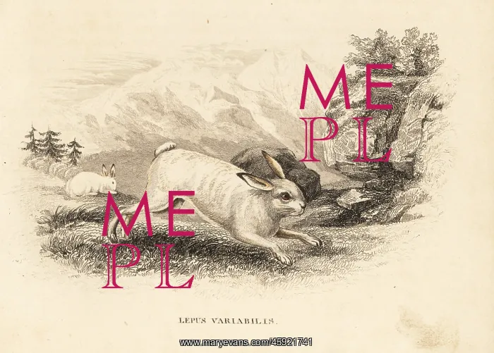 : Mountain hare, Lepus timidus : Mountain hare, Lepus timidus
