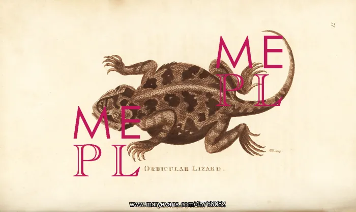 : Mountain horned lizard, Phrynosoma orbiculare : Mountain horned lizard, Phrynosoma orbiculare