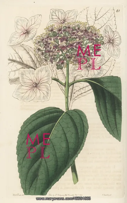 : Mountain hydrangea, Hydrangea serrata : Mountain hydrangea, Hydrangea serrata