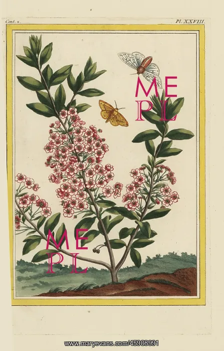 : Mountain laurel, Kalmia latifolia : Mountain laurel, Kalmia latifolia