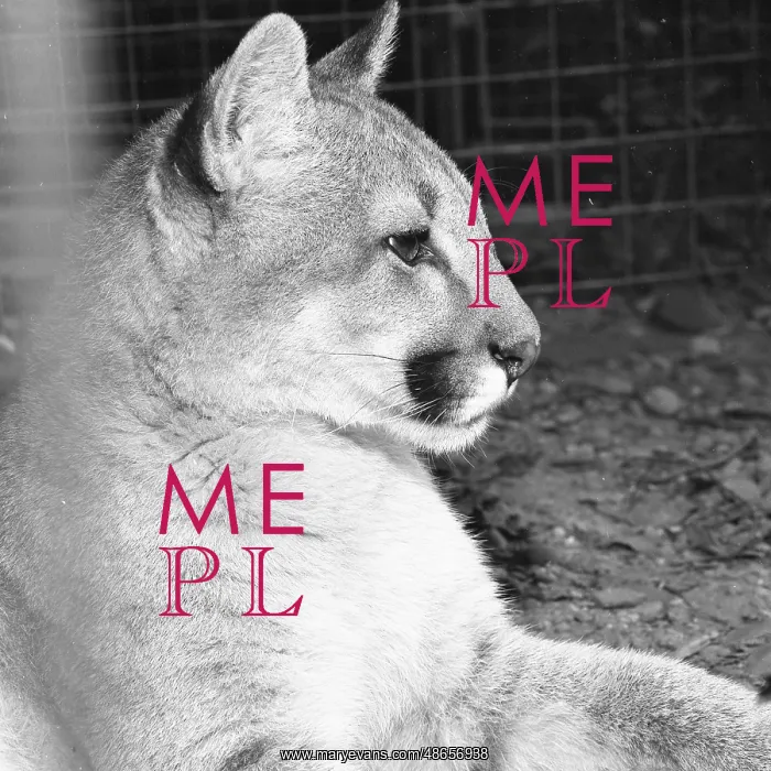  : Mountain Lion, aka Cougar