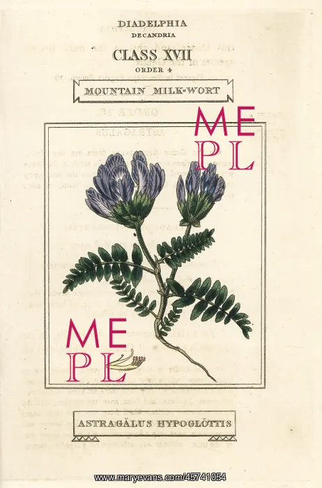 : Mountain milkwort, Astragalus hypoglottis : Mountain milkwort, Astragalus hypoglottis