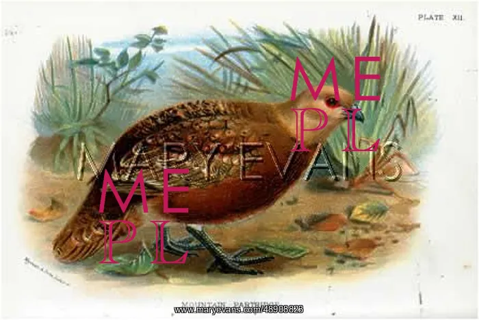 : MOUNTAIN PARTRIDGE : MOUNTAIN PARTRIDGE