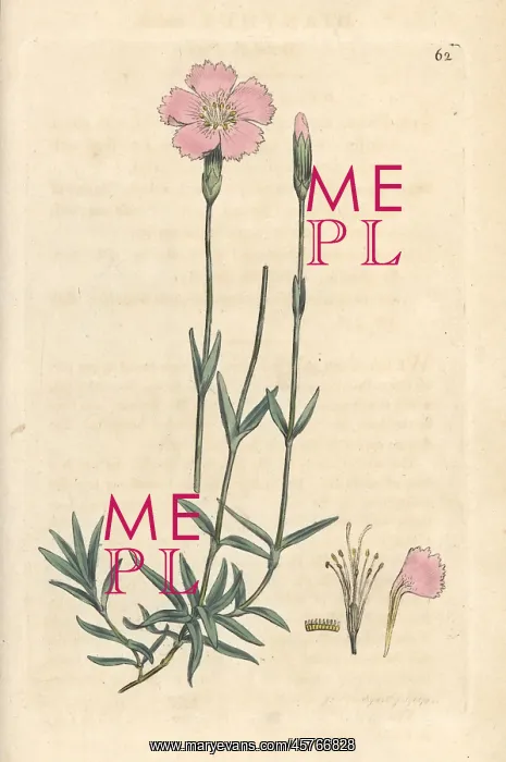 : Mountain pink, Dianthus caesius : Mountain pink, Dianthus caesius