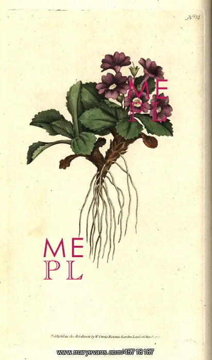 : Mountain primula, Primula villosa : Mountain primula, Primula villosa