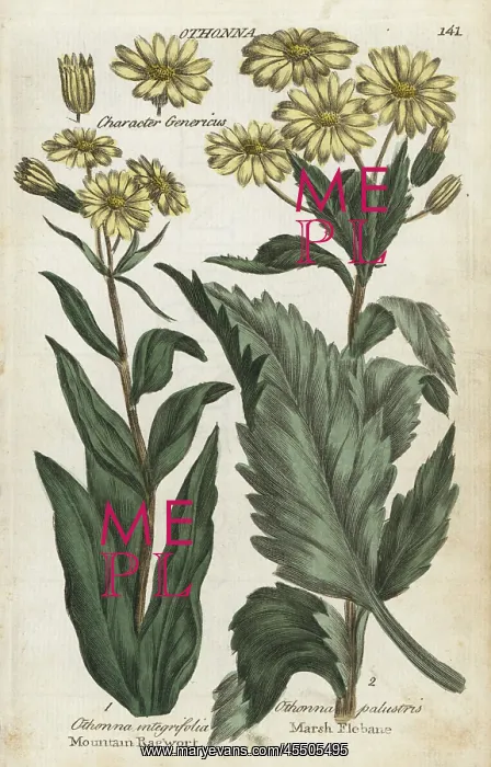 : Mountain ragwort and marsh fleabane : Mountain ragwort and marsh fleabane
