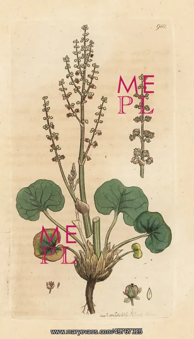 : Mountain sorrel, Oxyria digyna : Mountain sorrel, Oxyria digyna