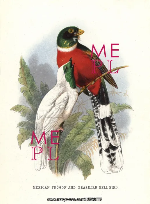 : Mountain trogon, Trogon mexicanus, and bare-throated : Mountain trogon, Trogon mexicanus, and bare-throated