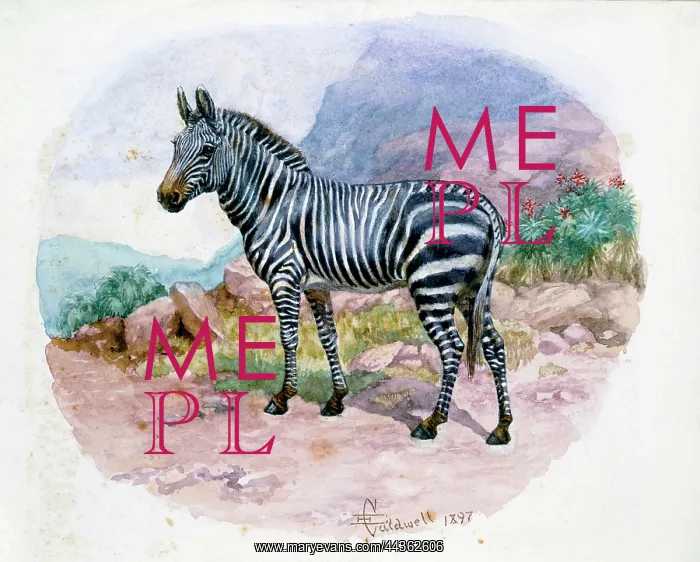 : Mountain Zebra, 1897 : Mountain Zebra, 1897