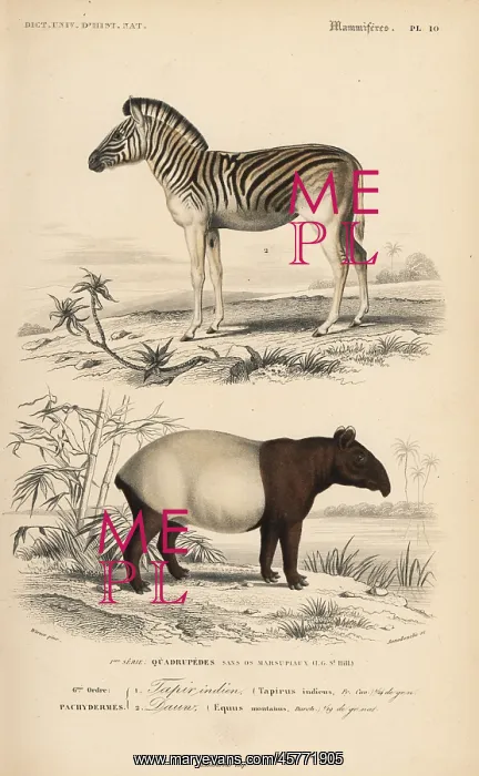 : Mountain zebra (vulnerable) and Malayan tapir (endangered) : Mountain zebra (vulnerable) and Malayan tapir (endangered)