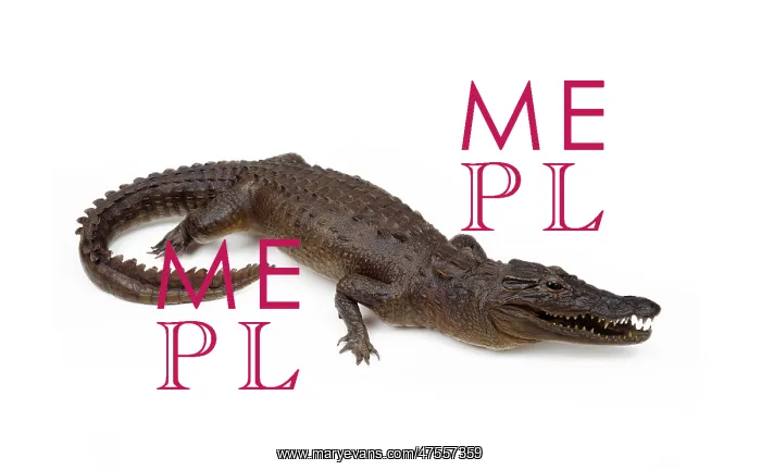 : Mounted specimen of Crocodylus sp. crocodile : Mounted specimen of Crocodylus sp. crocodile