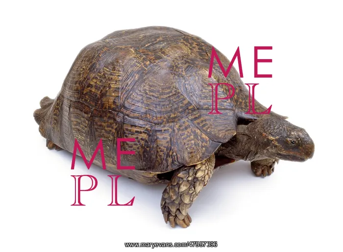 : Mounted tortoise specimen : Mounted tortoise specimen