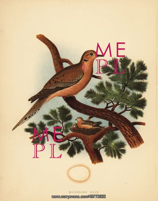 : Mourning dove, Zenaida macroura : Mourning dove, Zenaida macroura