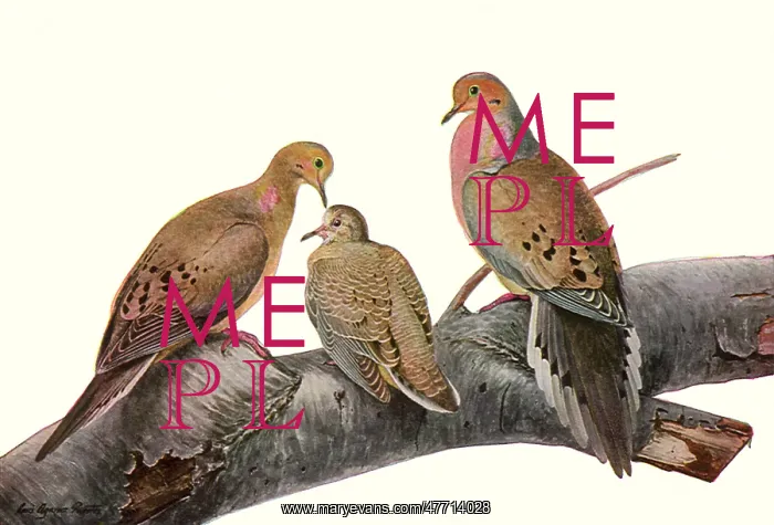  : Mourning Doves