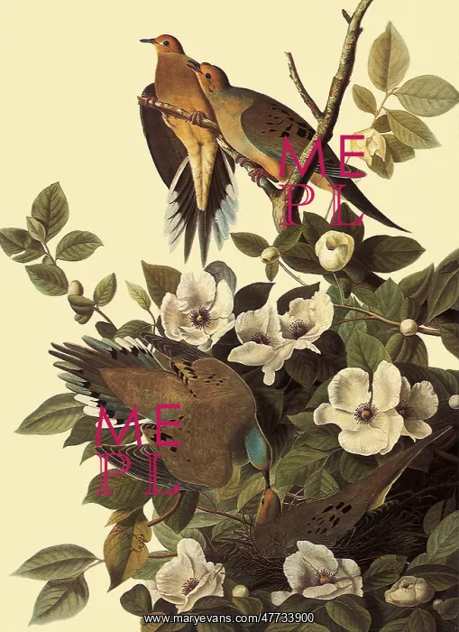  : Mourning Doves