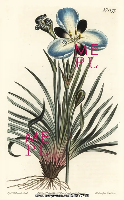 : Mourning-flowered aristea, Aristea lugens : Mourning-flowered aristea, Aristea lugens