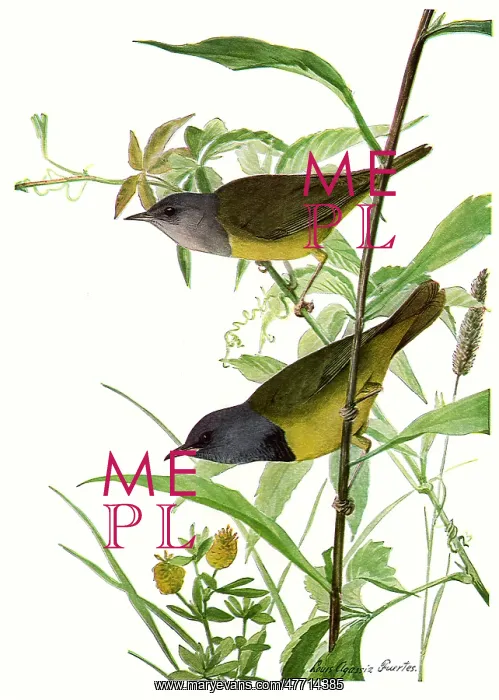  : Mourning Warblers