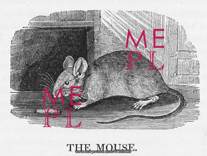 : MOUSE (BEWICK) : MOUSE (BEWICK)