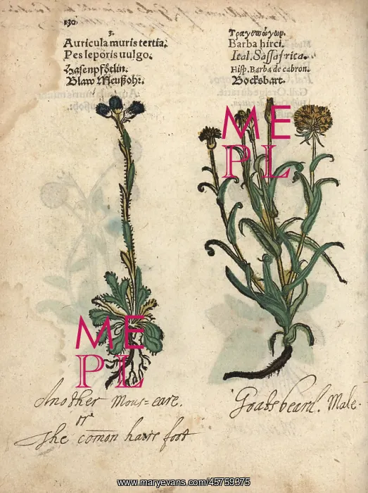 : Mouse-ear hawkweed and meadow salsify : Mouse-ear hawkweed and meadow salsify