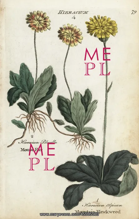 : Mouse ear hawkweed and mountain hawkweed : Mouse ear hawkweed and mountain hawkweed