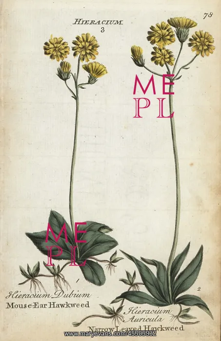 : Mouse ear hawkweed and narrow-leaved hawkweed : Mouse ear hawkweed and narrow-leaved hawkweed