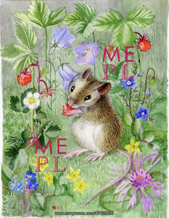 : Mouse eating a wild strawberry : Mouse eating a wild strawberry