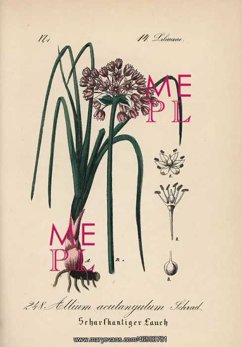 : Mouse garlic, Allium angulosum : Mouse garlic, Allium angulosum