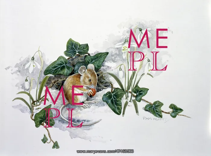 : Mouse with Nut in Patch of Ivy