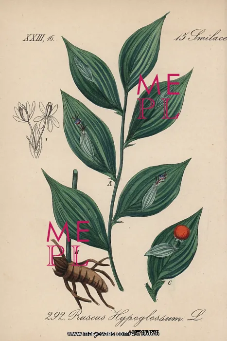 : Mouse thorn, Ruscus hypoglossum : Mouse thorn, Ruscus hypoglossum