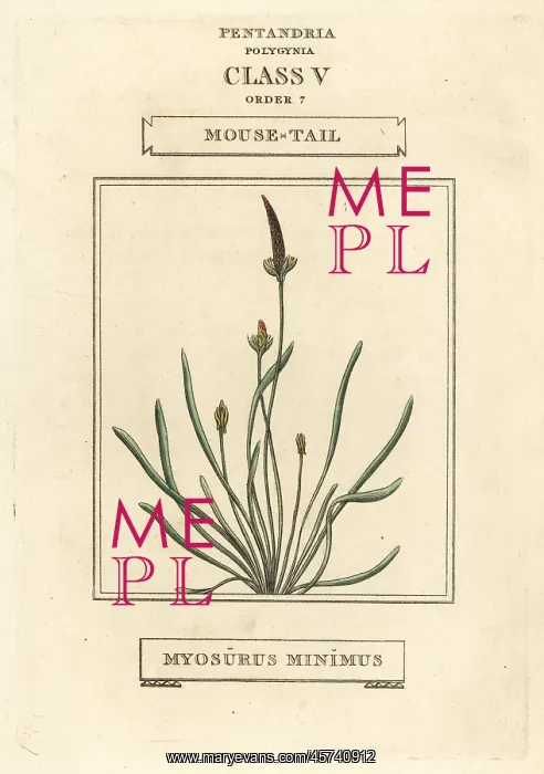 : Mousetail, Myosurus minimus : Mousetail, Myosurus minimus