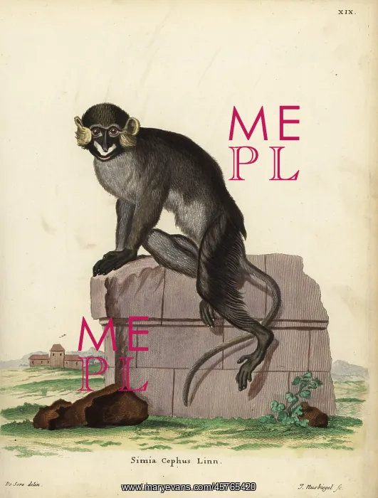 : Moustached guenon or moustached monkey, Cercopithecus cephus : Moustached guenon or moustached monkey, Cercopithecus cephus