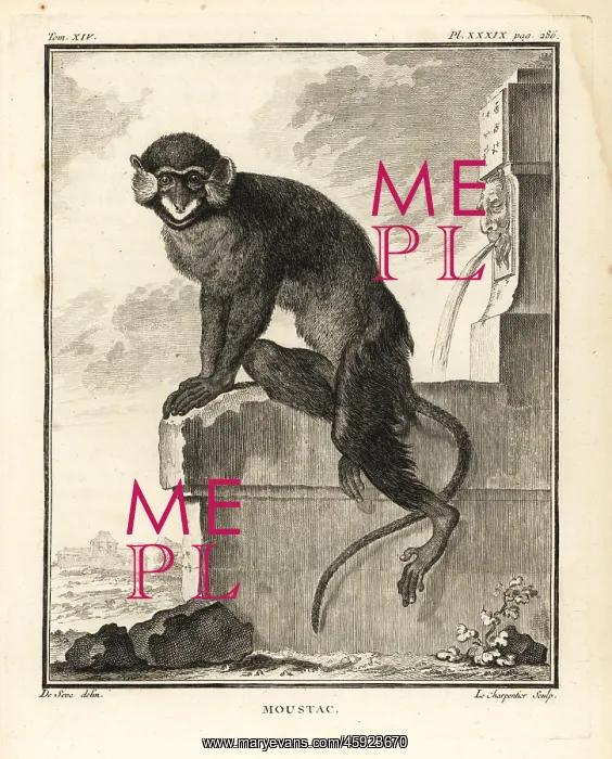 : Moustached guenon or moustached monkey, Cercopithecus cephus : Moustached guenon or moustached monkey, Cercopithecus cephus