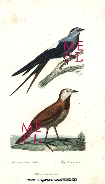 : Moustached treeswift and moustached turca : Moustached treeswift and moustached turca