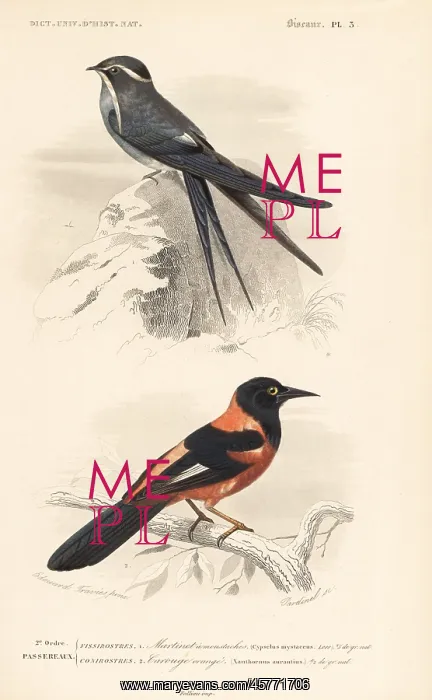 : Moustached treeswift and oriole : Moustached treeswift and oriole
