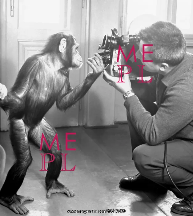  : Movie making - cinematographer - chimp